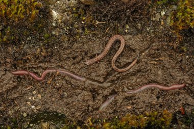 Yetişkin ince semenderler Batrachoseps yer solucanlarına kıyasla daha az zayıflar.