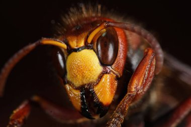Kış kraliçesi Vespa Crabro 'nun ayrıntılı ön kapağı