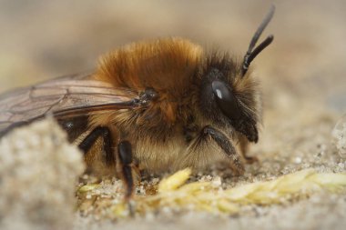 Colletes cunicularius yerde, erken yaşta madencilik yapan bir dişi arıya yaklaşıyoruz. 