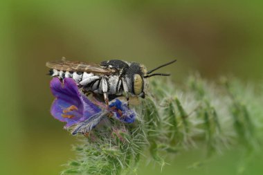 Bir guguk kuşunun yakınında, Coelioxys Argenteus, Vipers hata gidericisi üzerinde 
