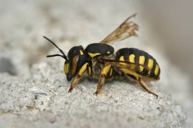 Gard, Fransa 'dan Anthidium florentinum adında bir kart arısının yakın çekimi.