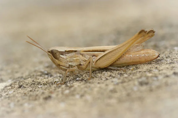 Closeup of a frenh grasshopper , Euchorthippus elegantulus from Gard — Stock Photo, Image