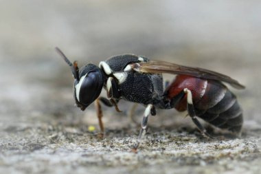 Renkli maskeli arı Hylaeus meridionalis Gard, Fransa 'dan