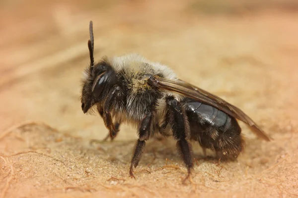 Dişi gri sırtlı maden arısı Andrena Vaja 'nın kumdaki görüntüsü.