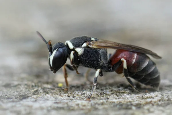 Nahaufnahme einer bunt maskierten Biene, Hylaeus meridionalis aus Gard, Frankreich — Stockfoto