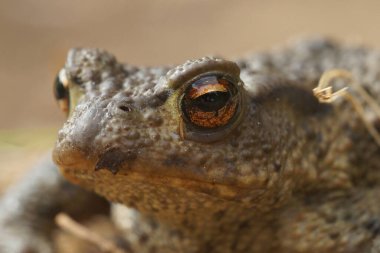 Erkek kurbağanın önden yakın çekimi, Bufo bufo.