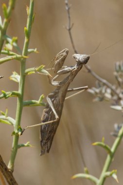 Kahverengi, küçük bir peygamber devesi olan Ameles, Gard bölgesinden derenklenir.