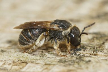 Gard, Pseudapis çeşitliliğindeki daha az sık rastlanan arılara yakın.
