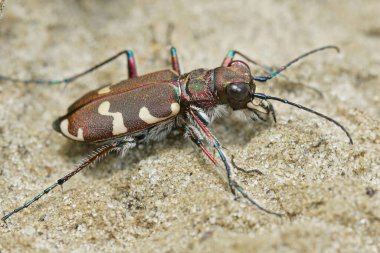 Close up of northern dune tiger beetle, Cicidella hydrida clipart