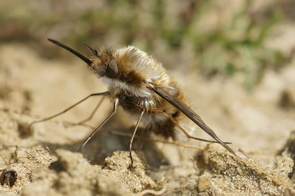 Detailed frontal closeup of a dark bordered bee fly , Bombylius major — Stock Photo, Image