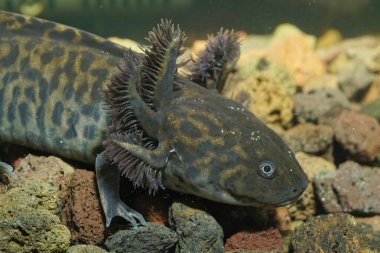 Kritik tehlike altındaki neotenik Meksika akhomu, Ambystoma andersoni 