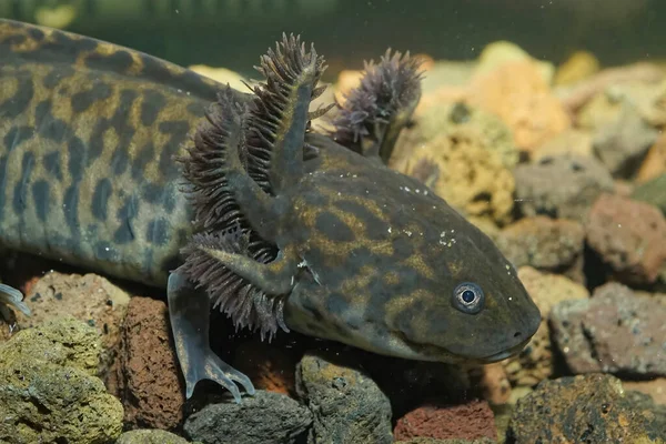 Kritik tehlike altındaki neotenik Meksika akhomu, Ambystoma andersoni 