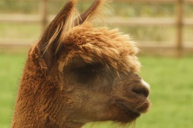 Nazik görünüşlü Alpaka Vicugna Pacos 'un ön yüz görüntüsü.