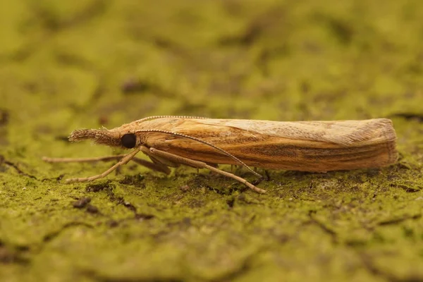 Closeup of the Common Grass-veneer moth, Agriphila tristella — Stock Photo, Image