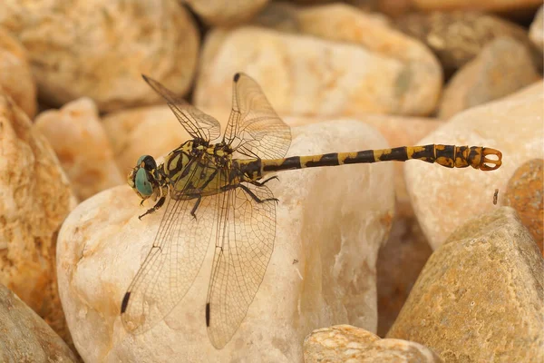 The green-eyed hook-tailed dragonfly, Onychogomphus forcipatus — Stock Photo, Image