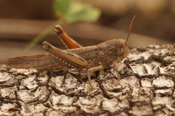 Closeup of an adult Egyptian grasshopper, Anacridium aegyptium on wood — Stock Photo, Image
