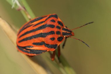 Gard, Fransa 'daki Graphosoma yarı puntatum' da kırmızı kabak böceğine yakın çekim.