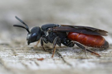 Güzel kırmızı kleptoparazit kan arısı, Sphecodes albilabris