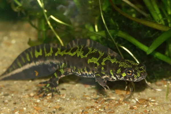 Fransız mermer semenderi Triturus marmoratus 'a yakın çekim. 