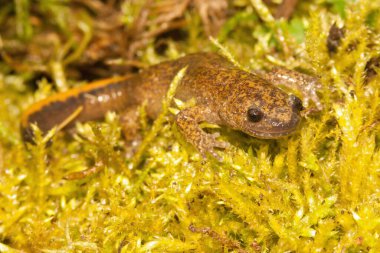 Tsushima semenderi Hynobius tsuensis Japonya 'ya düşman, yeşil yosun üzerinde