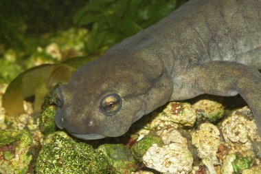 Soyu tükenmekte olan Semirechensk Semenderi 'nin deniz erkeği Ranodon Sibericus' a yaklaşıyoruz.