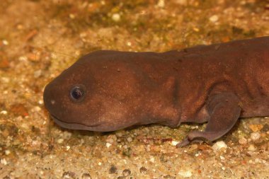 Shangcheng Stout Salamander, Pachyhynobius shangchengensis 'de erkek endamına yakın çekim