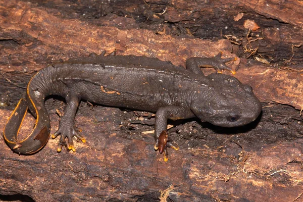 Closeup Macho Raro Ameaçado Crocodilo Vietnamita Tritão Knobby Vietnamita Tylototriton — Fotografia de Stock