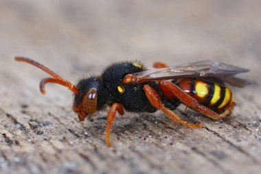 Dişi bir Dişi Karanlık Boynuzlu Arı, Nomada bifasciata, beyaz göbekli maden arısı, Andrena Gravida