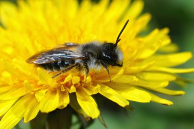 Gri sırtlı madenci arı Andrena Vaja 'nın sarı karahindiba çiçeği Taraxacum officinale