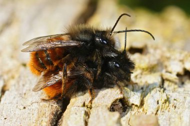 Bahçedeki boynuzlu bahçe ustası Osmia Cornuta 'nın çiftleşmesi. 