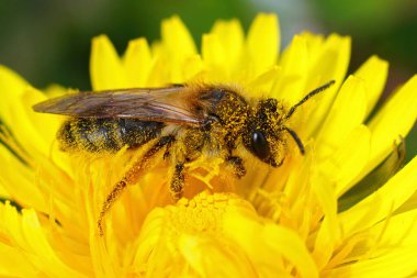 Sarı bacaklı madenci arı Andrena Flavipes 'ın sarı karahindiba çiçeği, Taraxacum officinale