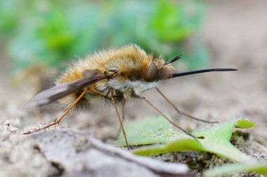 Closeup of the odd parasite , the dark-edged bee-fly , Bombyblius major, with it's long nose clipart