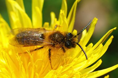 Gri gagalı madenci arı Andrena Tibialis 'in sarı karahindiba çiçeğinin üzerindeki erkeği, Taraxacum officinale