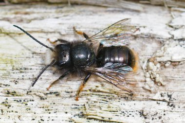 Bahçedeki boynuzlu duvarcı arı Osmia Cornuta 'nın tüysüz, giysili erkek fotoğrafı.
