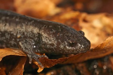 Genç Köstebek semenderi, Ambystoma talpoideum 'a yakın çekim