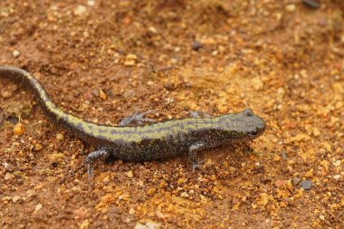 Batı uzun parmaklı semender, Ambystoma makrodtylum makrodactylum Kuzey Oregon 'da bir çocuk yakın çekim