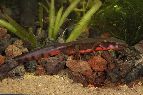 Suya yakın, renkli bir erkek Japon kundaklanmış semenderi Cynops Pyrhogaster 