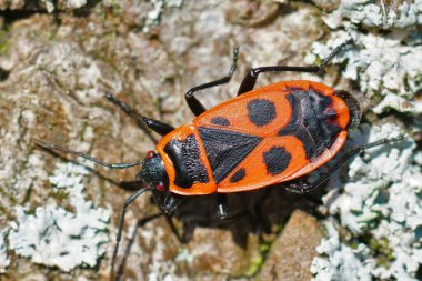 Kırmızı kundakçı, ıhlamur, bitki özü ya da asker böceği, gümüş bir ıhlamur ağacındaki Pyrrhocoris apterus, Tilia tomentosa