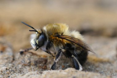 Kıllı ayaklı çiçek arısı Anthophora plumipes 'ın bir erkeğinin yakın çekimi.