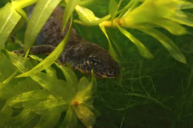 Yunan su alp su semenderi Ichthyosaura alpestris veluchiensis 'in yakın çekimi, su otlarının arasında saklanıyor.