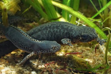 Yeni bir erkek alp, Ichthyosaura alpestris veluchiensis, sarayda bir dişiye yaklaşıyor.