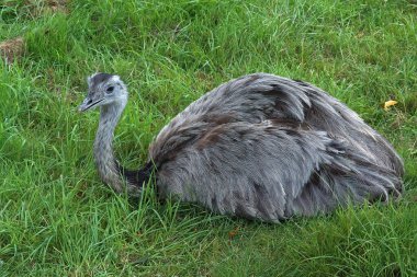 Güney Amerika 'nın büyük gri Rhea Americana' sına yaklaşıyoruz.