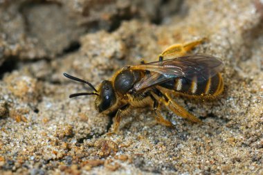 Yerdeki dişi bir tırtıl ya da ter arısı Lasioglossum kalseatum 'una yakın çekim