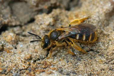 Closeup of a female Common furrow or sweat bee Lasioglossum calceatum on the ground clipart