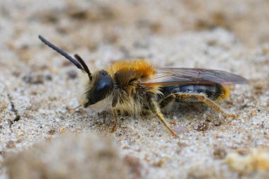 Turuncu kuyruklu bir erkek maden arısı Andrena hemoroa 'ya yaklaşıyor.