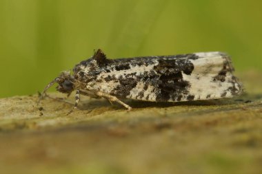 Beyaz omuzlu mermer, Apotomis turbidana yeşil arka planda