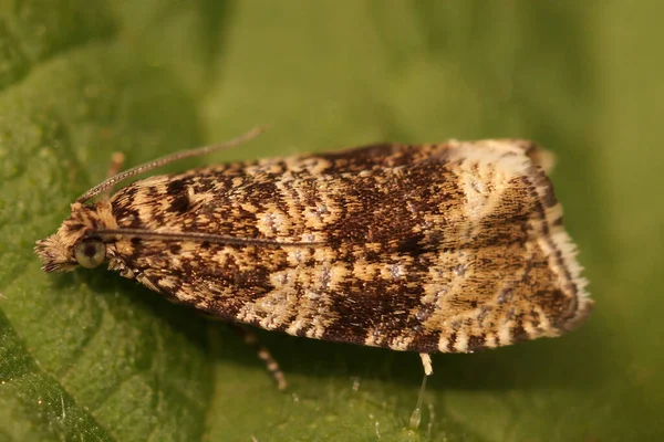 Gros Plan Micro Papillon Nocturne Tortue Commune Celypha Lacunana — Photo