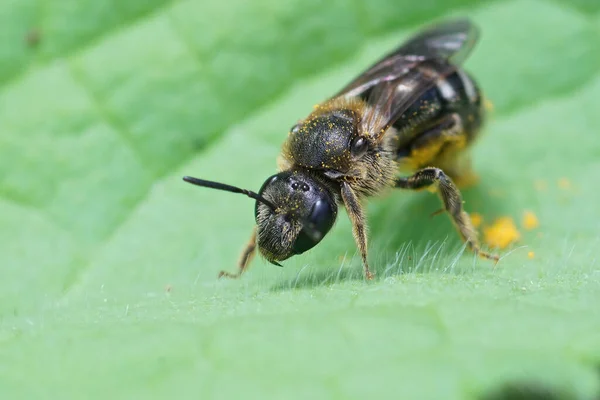 Een Frontale Close Een Vrouwelijke Voren Zweetbij Lasioglossum Zonulum — Stockfoto