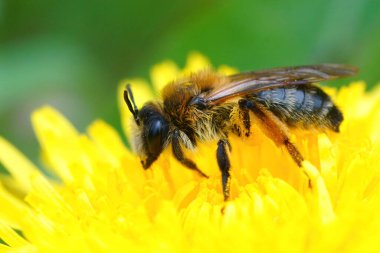 Sarı karahindiba üzerinde Andrena tibialis, Taraxacum officinale.