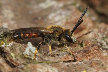 Küçük bir erkek arı olan Lasioglossum kalseatum 'a yakın çekim.
